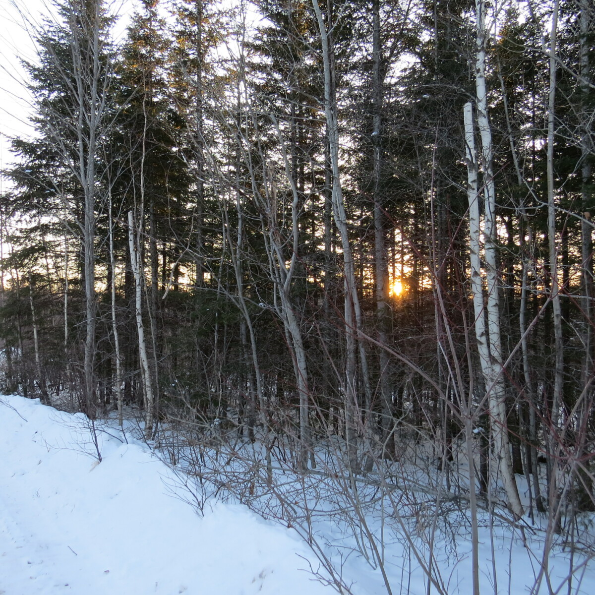 Wood Lot With Camp and Tower Site Near Jemseg, NB Old Crow Land Company